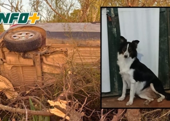 Buscamos a «Wendy»: la perrita viajaba en la camioneta que volcó entre Diaz y San Genaro