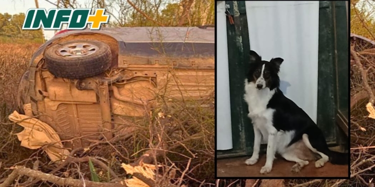 Buscamos a «Wendy»: la perrita viajaba en la camioneta que volcó entre Diaz y San Genaro