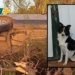 Buscamos a «Wendy»: la perrita viajaba en la camioneta que volcó entre Diaz y San Genaro