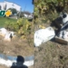 Vandalizaron los icónicos leones del ingreso al Club Belgrano de Serodino