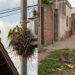 Alerta en la provincia por enfermedades transmitidas por cotorras, palomas y ratones
