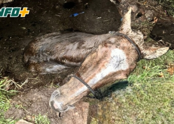 Rescataron en San Genaro a un caballo que cayó a un pozo ciego