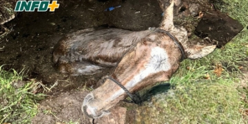 Rescataron en San Genaro a un caballo que cayó a un pozo ciego