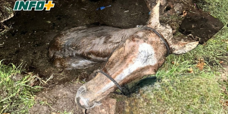 Rescataron en San Genaro a un caballo que cayó a un pozo ciego