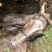 Rescataron en San Genaro a un caballo que cayó a un pozo ciego