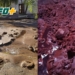 «Metros de arena y suciedad»: realizaron una profunda limpieza del tanque de agua en Barrancas