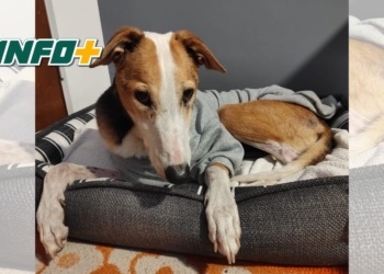 «Quiero adoptar al perro más viejito»: Chavo pasó 10 años en el refugio de Totoras y ahora tiene una familia