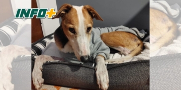 «Quiero adoptar al perro más viejito»: Chavo pasó 10 años en el refugio de Totoras y ahora tiene una familia