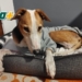«Quiero adoptar al perro más viejito»: Chavo pasó 10 años en el refugio de Totoras y ahora tiene una familia