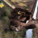 Comenzó la construcción de alcantarillas sobre el canal Larguía en Totoras