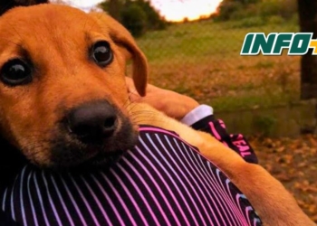 Exitosa jornada de castración en Pueblo Irigoyen: se intervinieron 45 animales