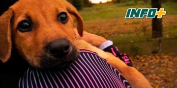 Exitosa jornada de castración en Pueblo Irigoyen: se intervinieron 45 animales