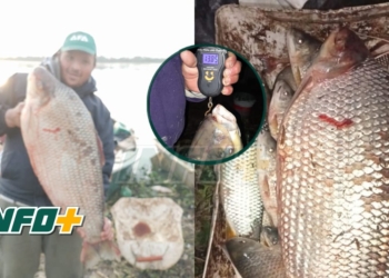 Un gigante en Puerto Gaboto: pescaron un sábalo de 13.5 kilos en el Río Coronda