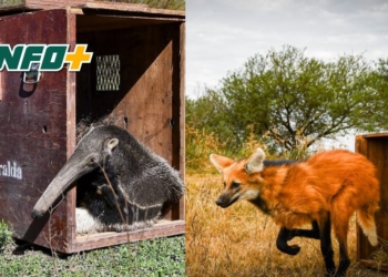 Tras ser rehabilitados en La Esmeralda, liberaron ejemplares emblemáticos de la fauna santafesina