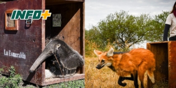 Tras ser rehabilitados en La Esmeralda, liberaron a ejemplares emblemáticos de la fauna santafesina