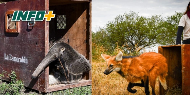 Tras ser rehabilitados en La Esmeralda, liberaron ejemplares emblemáticos de la fauna santafesina