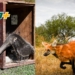 Tras ser rehabilitados en La Esmeralda, liberaron ejemplares emblemáticos de la fauna santafesina