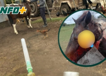 Grave denuncia por caza furtiva en Gaboto: una yegua murió tras recibir un disparo