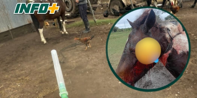 Grave denuncia por caza furtiva en Gaboto: una yegua murió tras recibir un disparo
