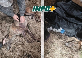 Maltrato animal en Centeno: un galgo recibió múltiples disparos con perdigones y lograron salvarlo