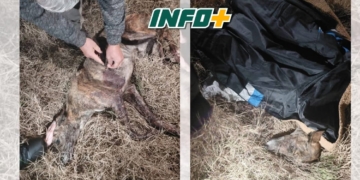 Maltrato animal en Centeno: un galgo recibió múltiples disparos con perdigones y lograron salvarlo