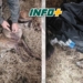 Maltrato animal en Centeno: un galgo recibió múltiples disparos con perdigones y lograron salvarlo