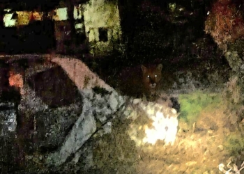 Alerta en Carrizales: vecinos fotografiaron a un puma en el pueblo y la Comuna pidió precauciones