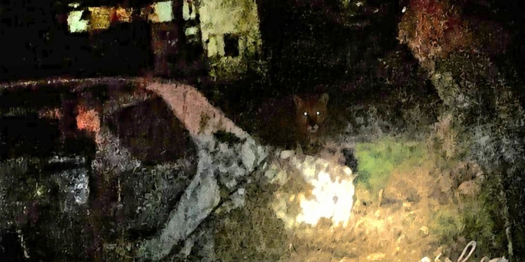 Alerta en Carrizales: vecinos fotografiaron a un puma en el pueblo y la Comuna pidió precauciones