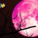 La Luna de Fresa iluminará el cielo este lunes 29 de junio