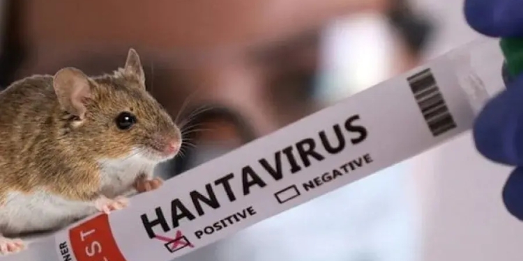 Detectaron un caso de hantavirus en San Lorenzo y el paciente fue internado