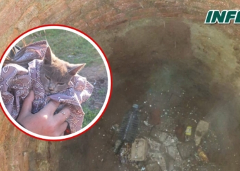 Bomberos de Totoras rescataron a un gatito que cayó un pozo abandonado