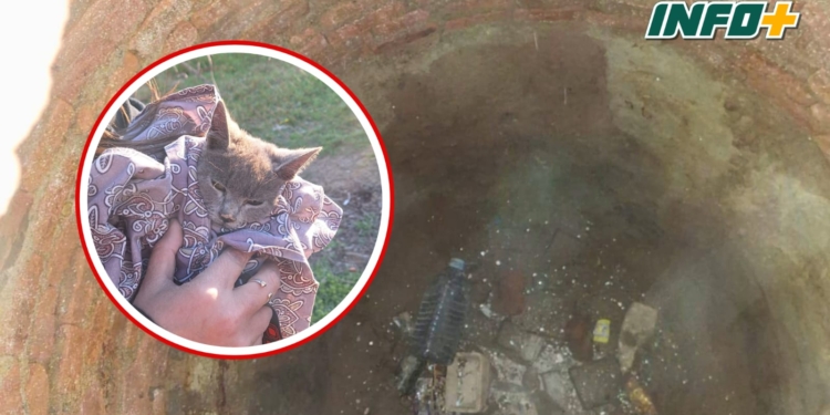 Bomberos de Totoras rescataron a un gatito que cayó un pozo abandonado