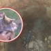 Bomberos de Totoras rescataron a un gatito que cayó un pozo abandonado