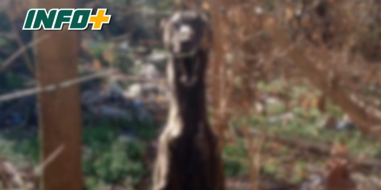 Horror en Correa: hallaron a un perro quemado y colgado de un árbol