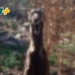 Horror en Correa: investigan un grave caso de maltrato animal tras hallar a un perro colgado de un árbol