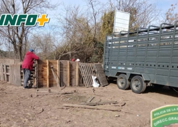 Triquinosis en la región: intervinieron un criadero de cerdos en Ibarlucea y retiraron todos los animales
