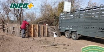 Triquinosis en la región: intervinieron un criadero de cerdos en Ibarlucea y retiraron todos los animales