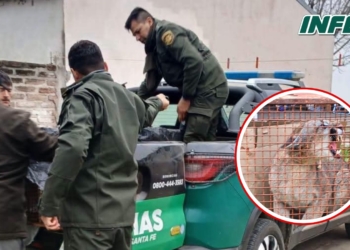 Rescataron a un puma que apareció en una vivienda de la región