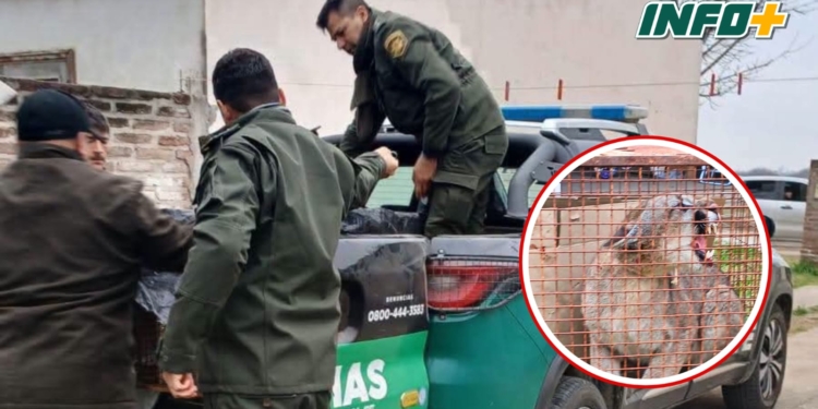 Rescataron a un puma que apareció en una vivienda de la región