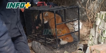 Rescataron el Aguara Guazu que había sido hallado en Puerto San Martin