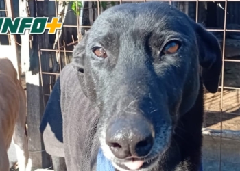 Totoras: un galgo rescatado y con problemas cardíacos necesita un hogar ante las bajas temperaturas