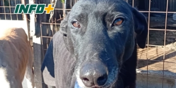 Totoras: un galgo rescatado y con problemas cardíacos necesita un hogar ante las bajas temperaturas