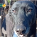 Totoras: un galgo rescatado y con problemas cardíacos necesita un hogar ante las bajas temperaturas