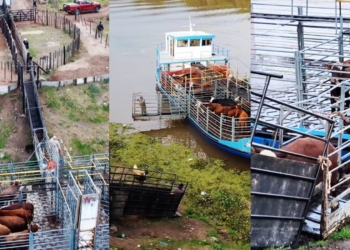 Ya funciona el nuevo corral para el traslado de ganado en Gaboto y avanza con el ordenamiento de su zona costera