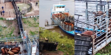 Ya funciona el nuevo corral para el traslado de ganado en Gaboto y avanza con el ordenamiento de su zona costera