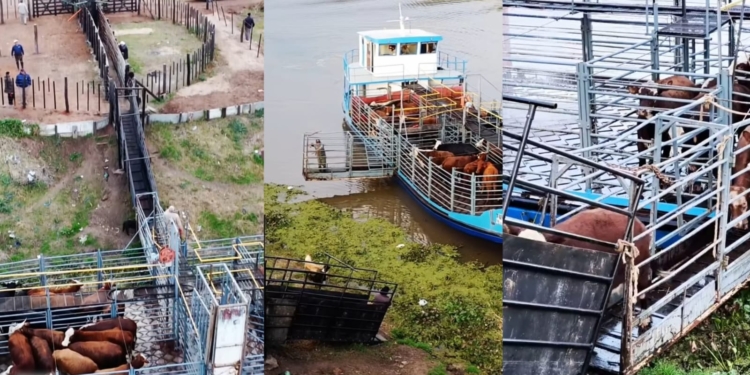 Ya funciona el nuevo corral para el traslado de ganado en Gaboto y avanza con el ordenamiento de su zona costera