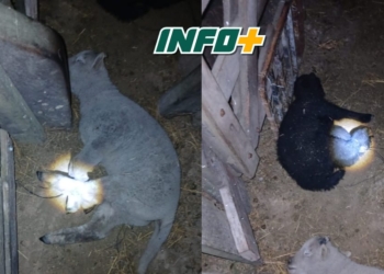 Hallaron corderos y un chivo atados y ocultos para ser sustraídos