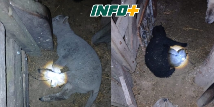 Hallaron corderos y un chivo atados y ocultos para ser sustraídos