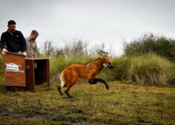 Devolvieron a su hábitat natural al aguará guazú rescatado en Puerto General San Martín