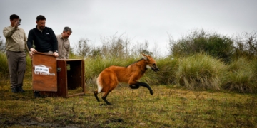 Devolvieron a su hábitat natural al aguará guazú rescatado en Puerto General San Martín
